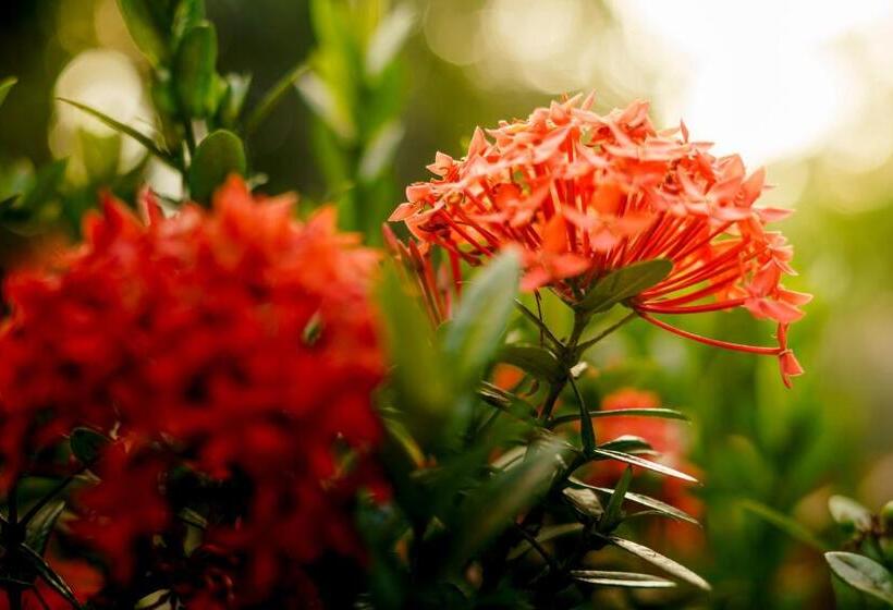 בית מלון כפרי Casa Guardia Panama