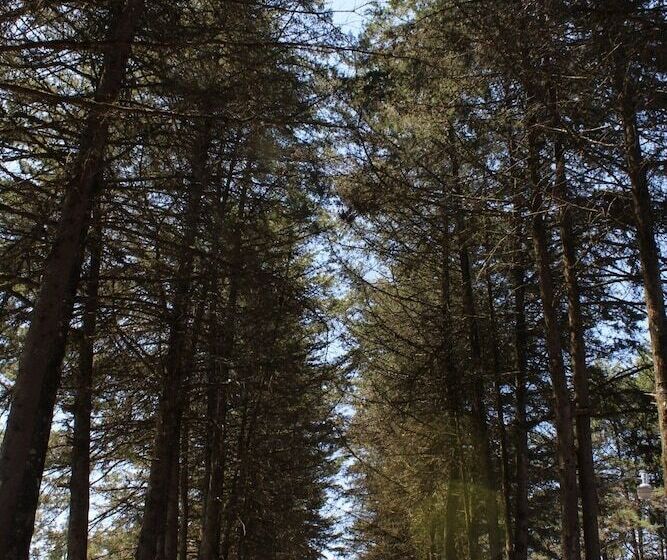 ホテル Cabañas Rancho El Mayab