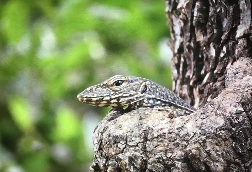 צימר Golden Park