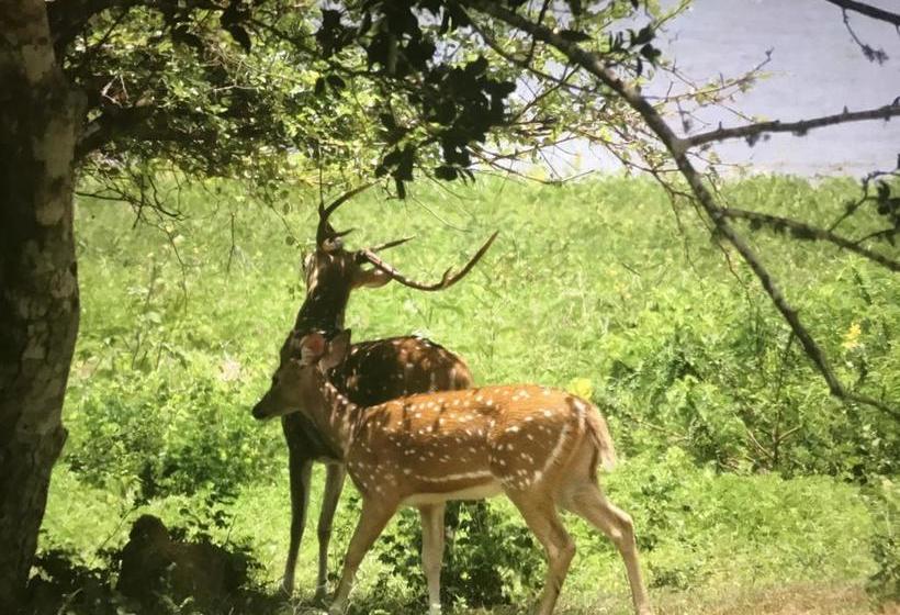 צימר Golden Park