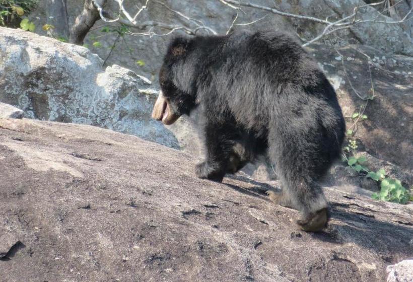 צימר Golden Park