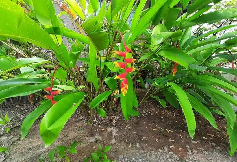 تختخواب و صبحانه Mass Eco Cabana Yoga & Spa   Unawatuna