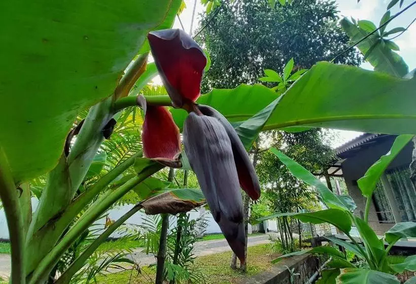 تختخواب و صبحانه Mass Eco Cabana Yoga & Spa   Unawatuna