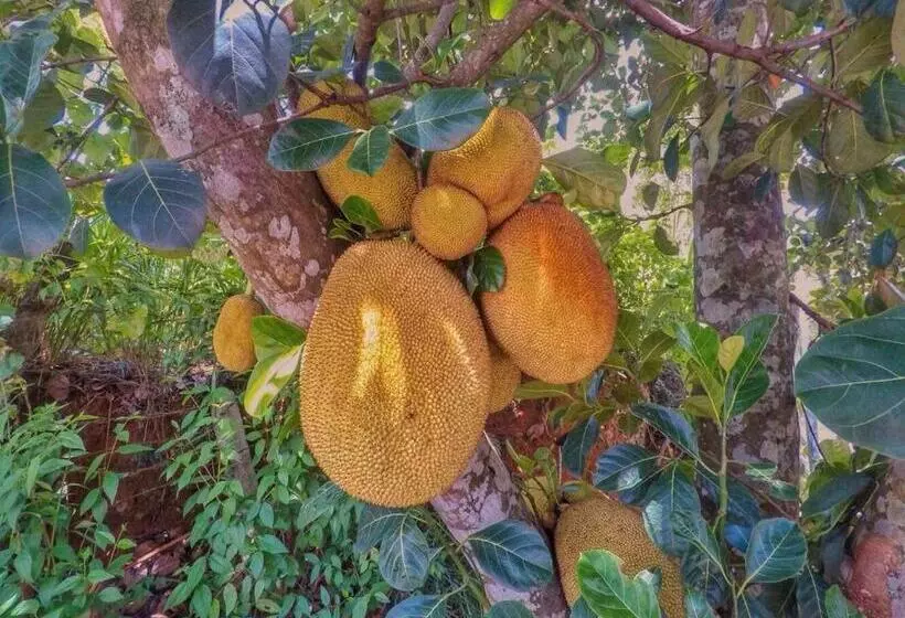 Hôtel The Mango