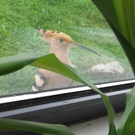 호스텔 Hi Alvados   Pousada De Juventude