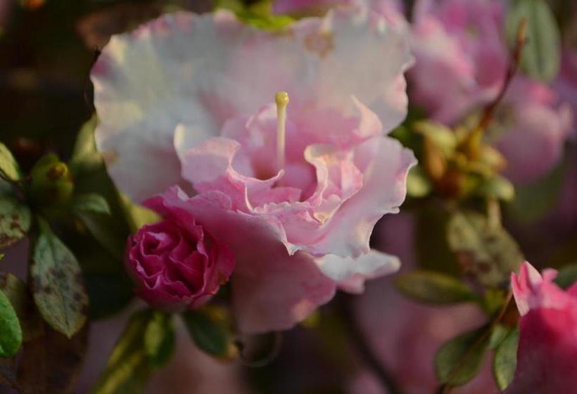 Otel Garni Rivabella Au Lac