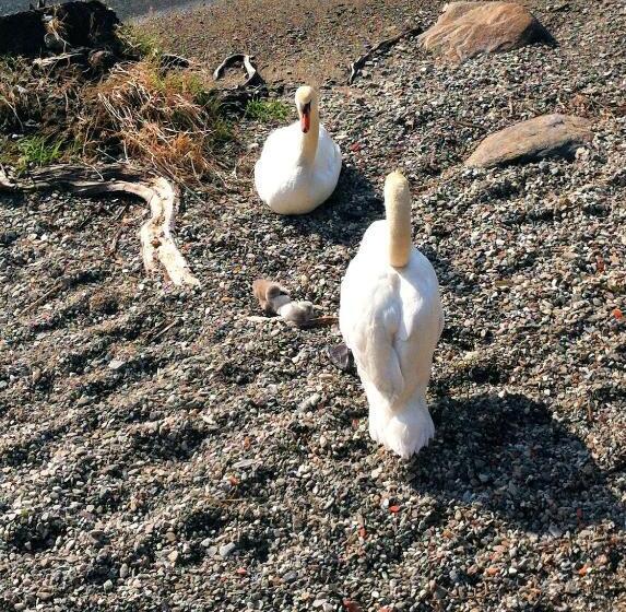 Otel Garni Rivabella Au Lac