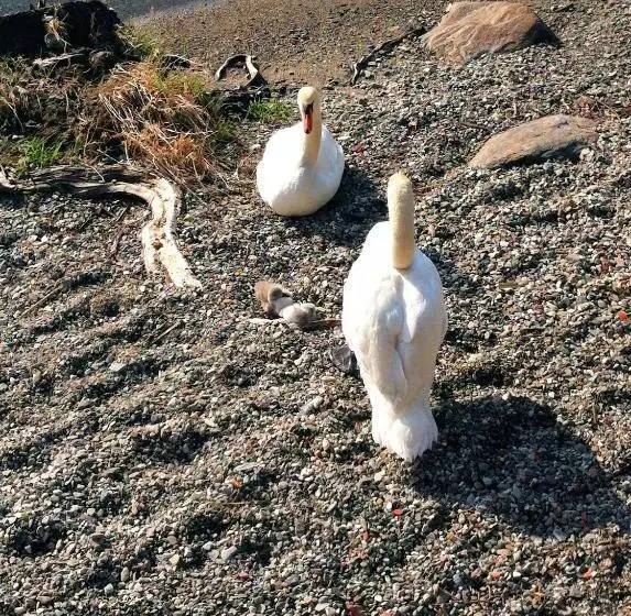 Hotelli Garni Rivabella Au Lac