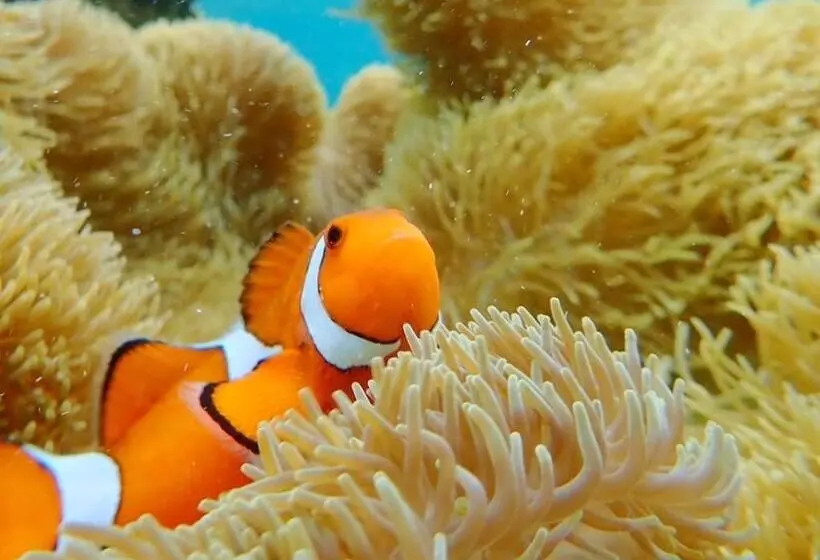 与那国島ホテル むんぶステイ 比川浜