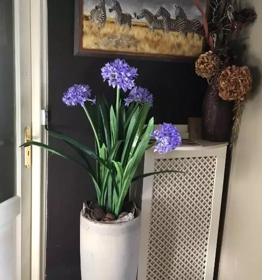 Agapanthus Bed And Breakfast