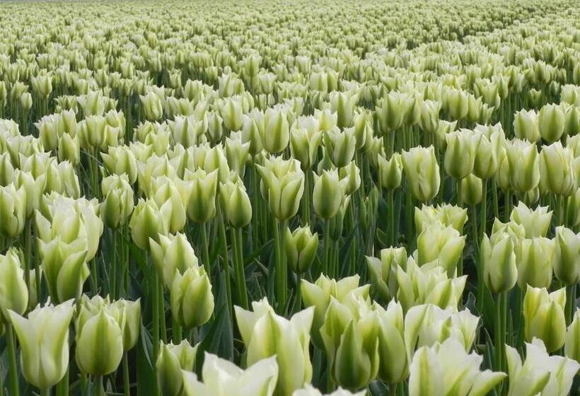 Appels En Peren Bed And Breakfast