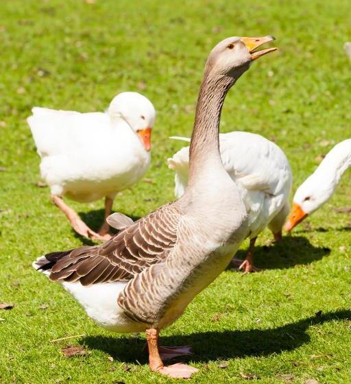 Bed And Breakfast Klein Groenbergen