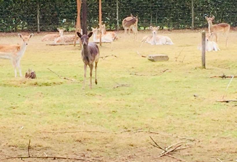 Bed & Breakfast Het Oude Nest