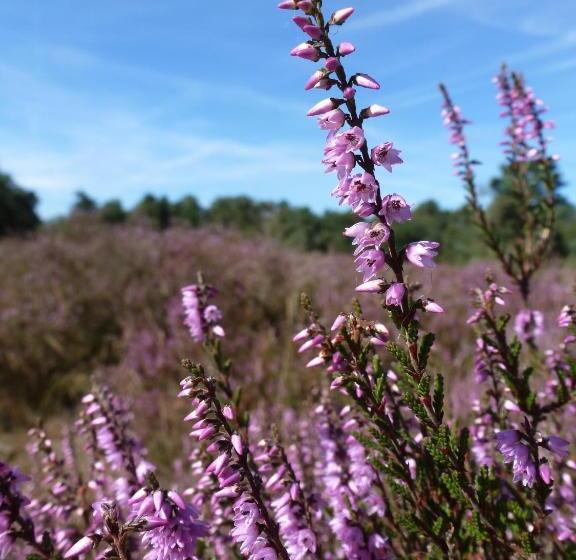 בית מלון כפרי Natuurpoort Van Loon