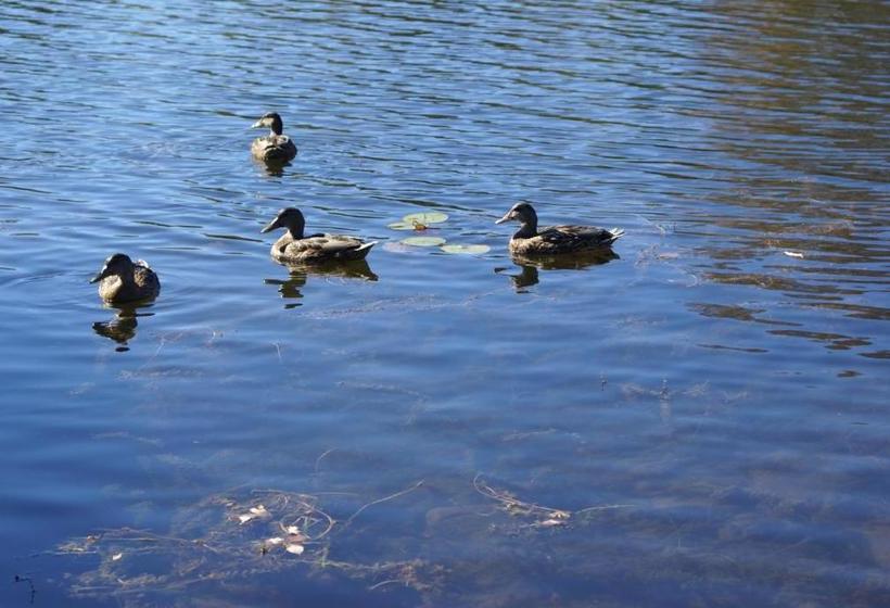 צימר Liftlock Guest House