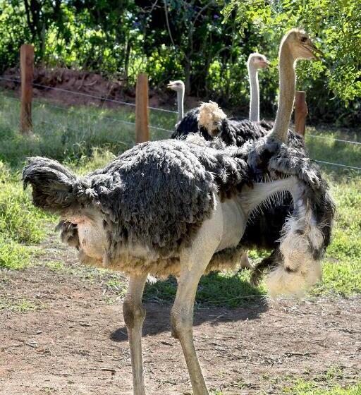 בית מלון כפרי Fazenda Campo Dos Sonhos