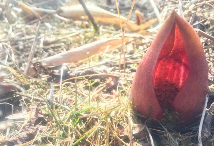 مبيت وإفطار Pension Wildflowers