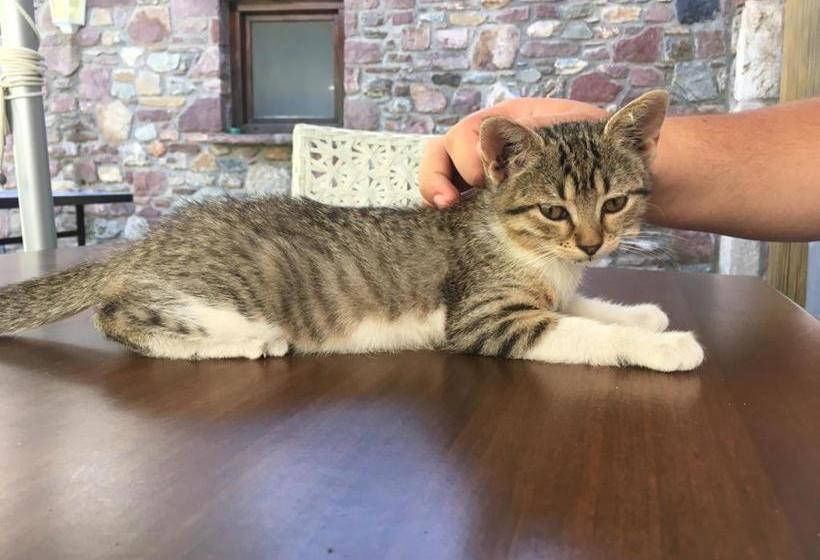 Bed and Breakfast Casa Palacin