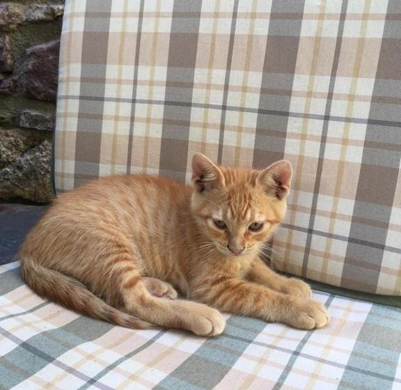 Bed and Breakfast Casa Palacin