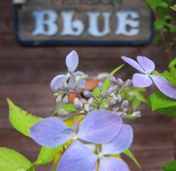 Bed and Breakfast Pension Blue