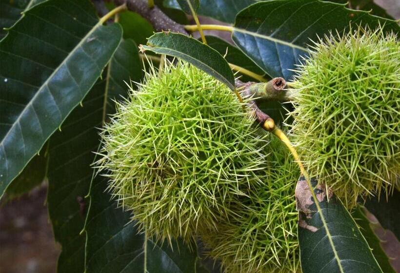 호텔 O Palleiro Do Pe Do Forno