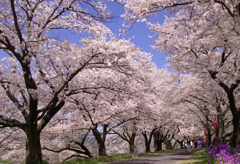 ريوكان Ten Ten Temari