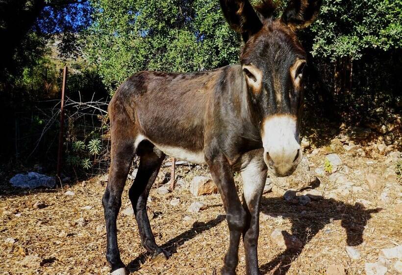 בית מלון כפרי Almeji