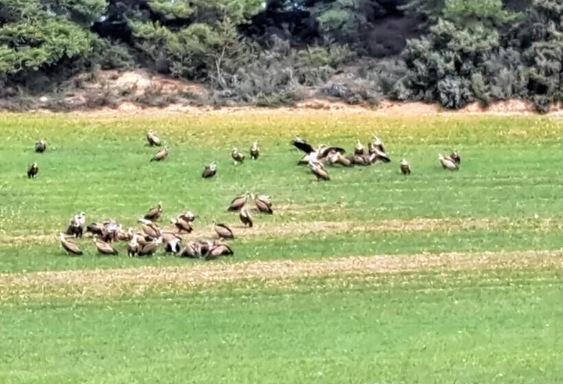 Отель Hostal Rural Amador