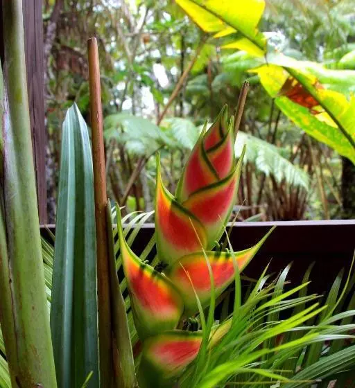 Aamiaismajoitus (B&B) Lotus Garden Cottages