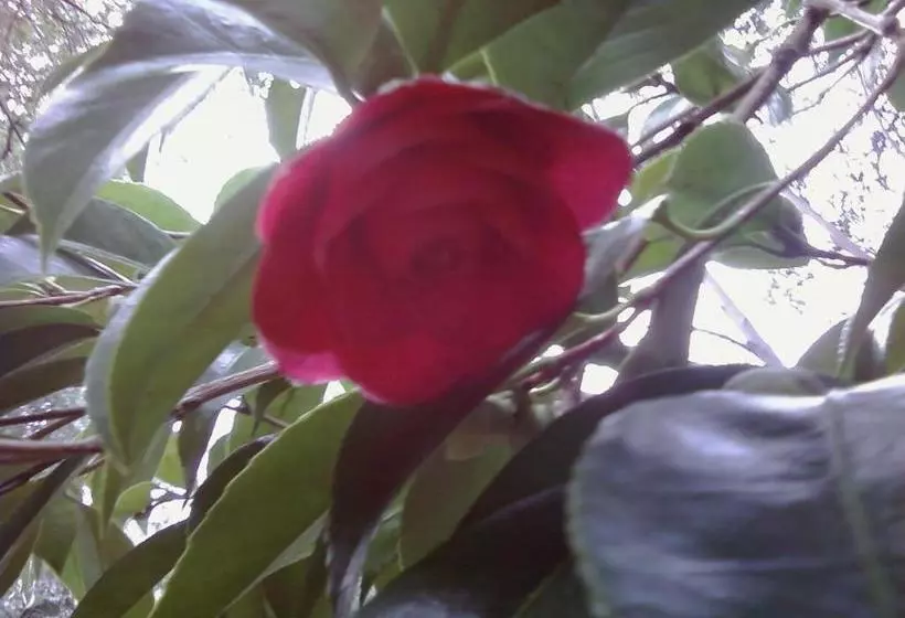 Fairview Manor Bed And Breakfast