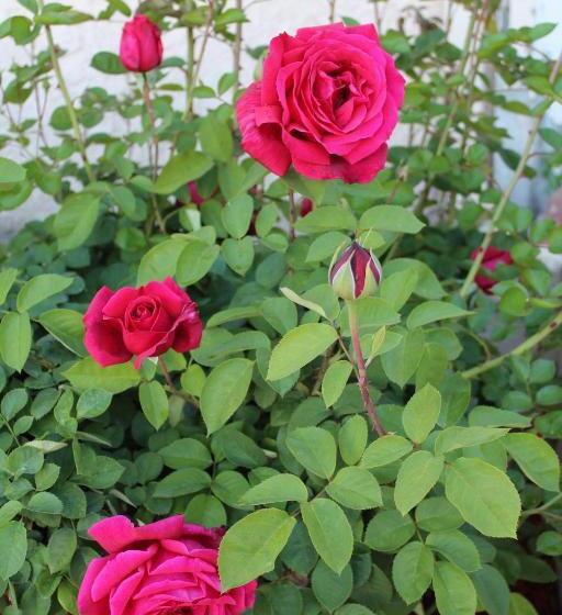 모텔 Economy Inn Paso Robles