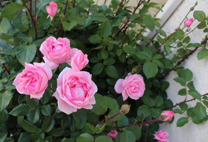 모텔 Economy Inn Paso Robles