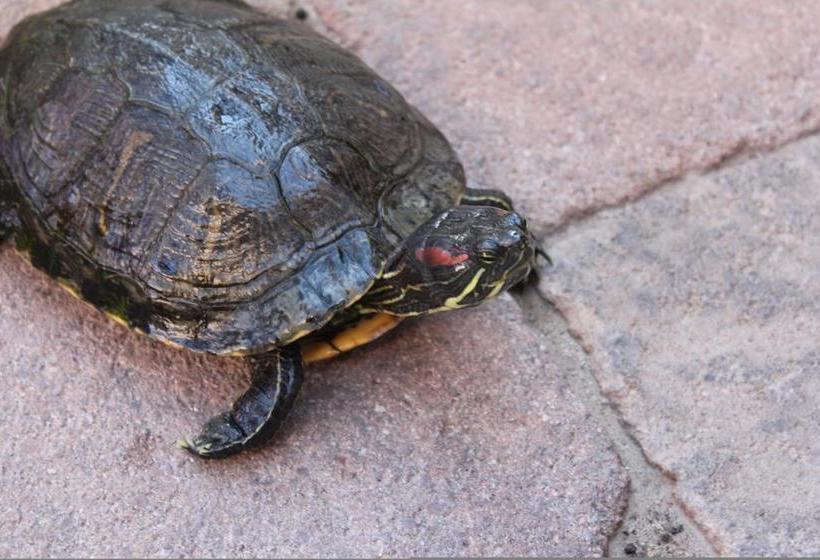 Bed and Breakfast Milo S Inn At Boulder