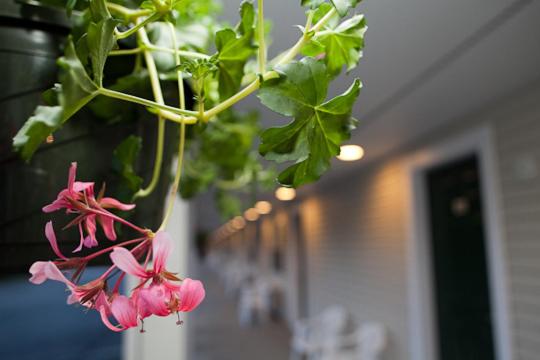 汽车旅馆  Golden Apple Inn