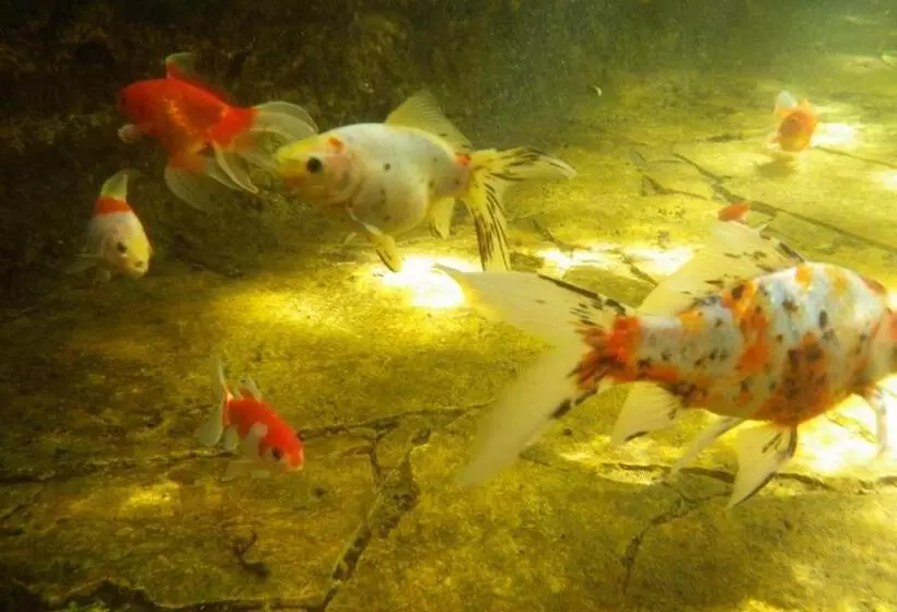 Hotelli Apartments & Rooms Vienna