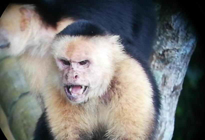 Corcovado Wild Hostel