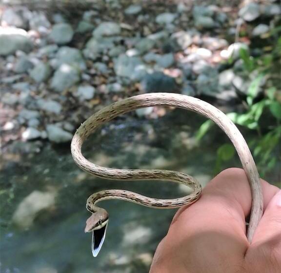 Corcovado Wild Hostel