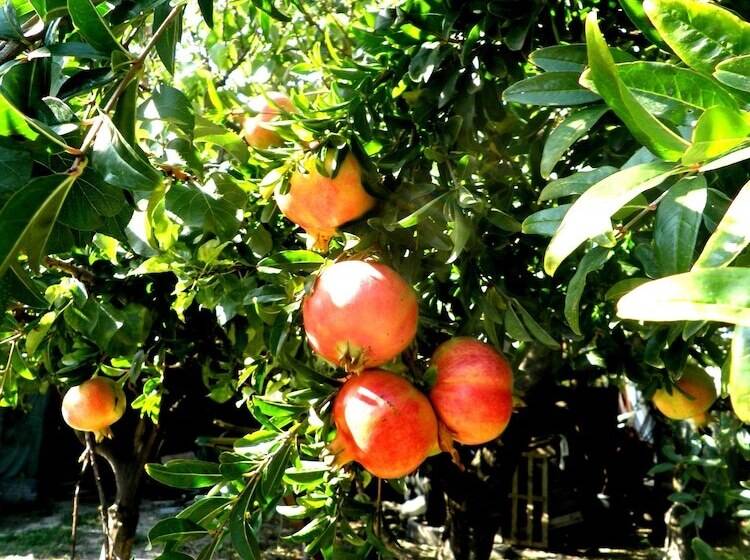 تختخواب و صبحانه Villa Rocla Guest House Pompei