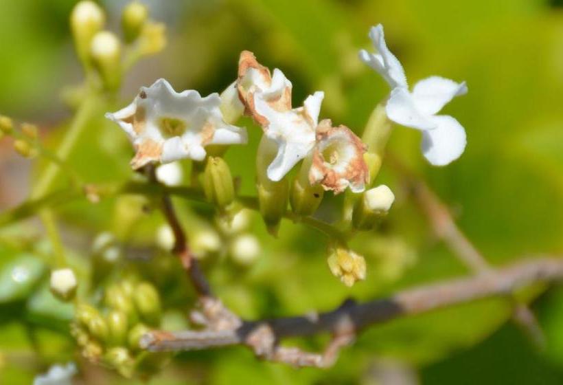 Augusta Courtyard Motel
