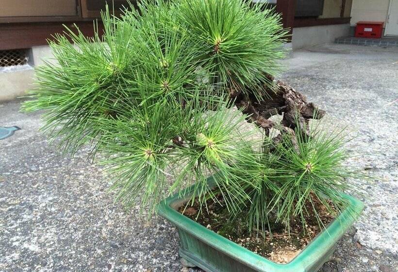 פנסיון Takayama Ninja House