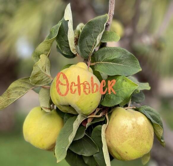 ホテル Masseria Valente