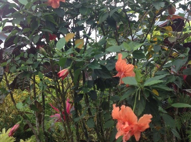 Tiavi Mountain Escape