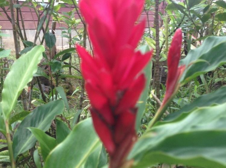 Tiavi Mountain Escape