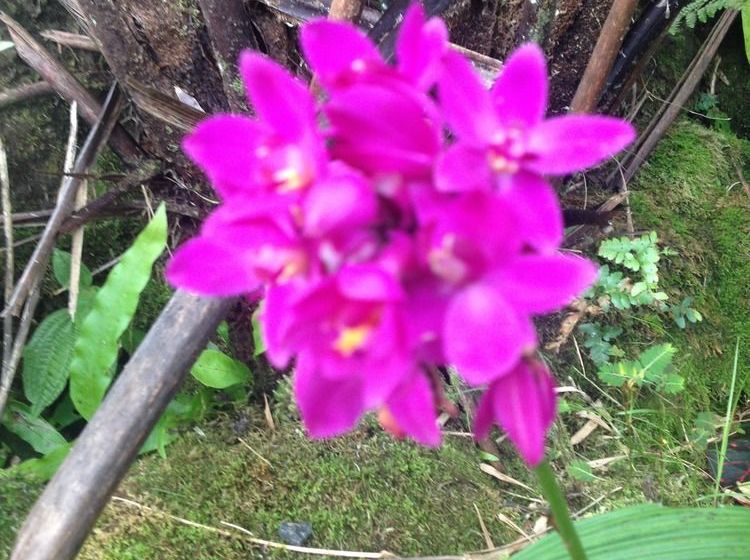 Tiavi Mountain Escape