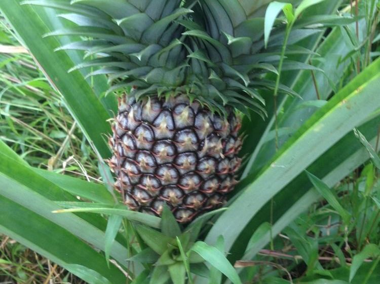 Tiavi Mountain Escape