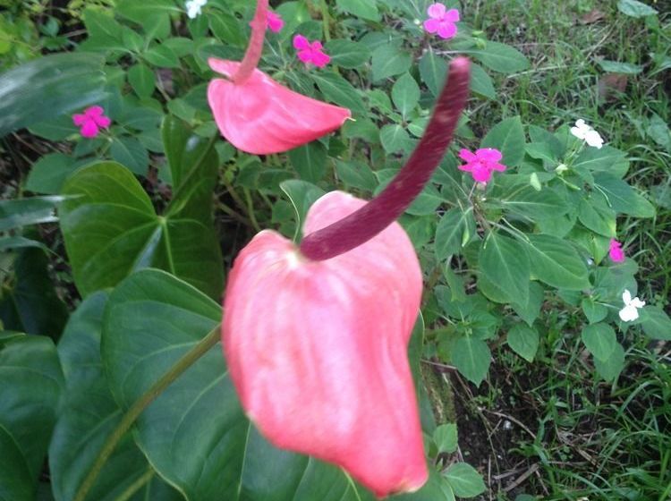 Tiavi Mountain Escape