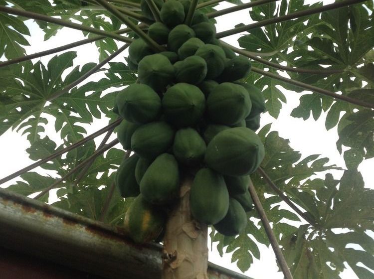 Tiavi Mountain Escape