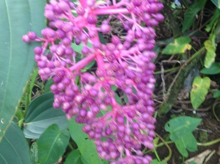 Tiavi Mountain Escape