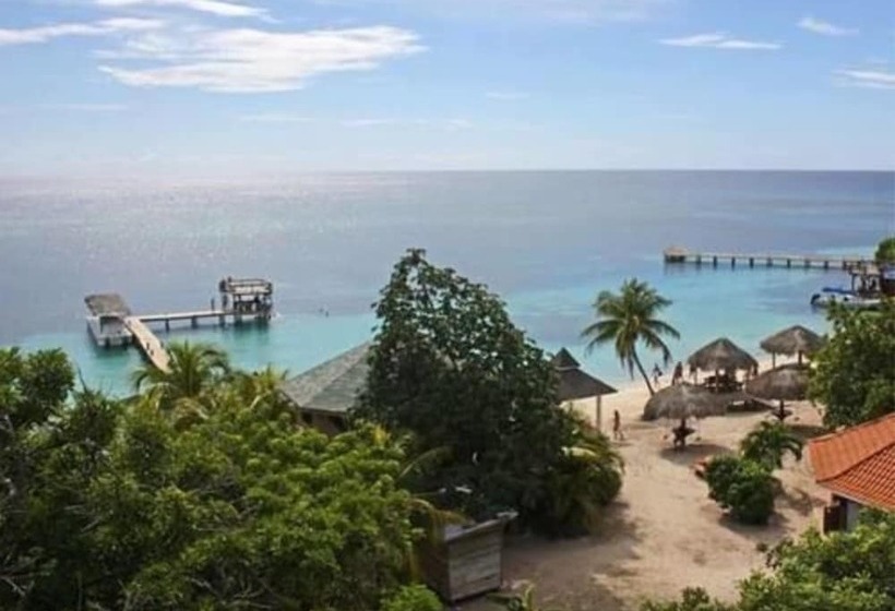 Coconut Tree West Bay