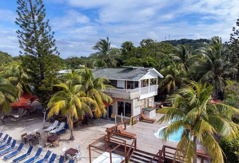 Coconut Tree West Bay